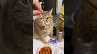 Are Cats the Funniest Animals on Earth?! | 猫是地球上最搞笑的动物？ #cat #cute #pets #cutecat #funny