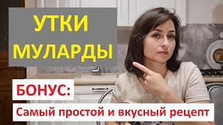 Утки Муларды. Как выращивать, чем кормить. Бонус: простой и самый вкусный рецепт со сливами