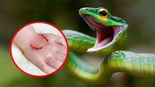 10 Most Venomous Snakes in the World