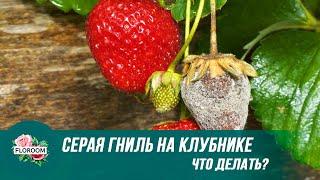 Что делать при появлении серой гнили на клубнике