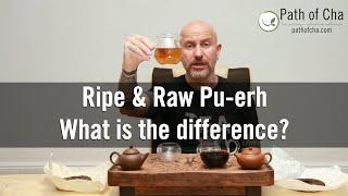 Ripe vs Raw Pu-erh Tea: The Differences Between Sheng and Shou Puer