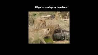 Crocodile steals prey from lionesses #shorts World of animals - AnimalTube - World of animals 1685만뷰