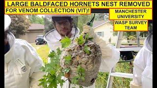 LARGE BALDFACED HORNETS NEST REMOVED FOR VENOM COLLECTION!  MANCHESTER UNIVERSITY WASP SURVEY TEAM!