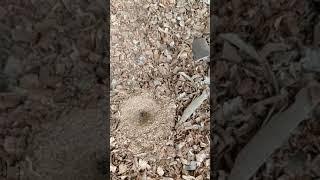 Antlion catching prey, കുഴിയാനയുടെ കെണിയിൽ അകപ്പെട്ട ഉറുമ്പിന്റെ അവസ്ഥ