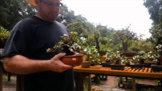 Schley's Bonsai refinement Techniques after initial styling of bonsai