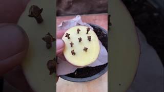 How to grow cloves with potatoes #shorts #viral #garden #gardening #youtubeshorts