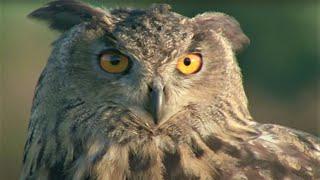 Eagle Owl Invasion | Five Owl Farm | BBC Earth