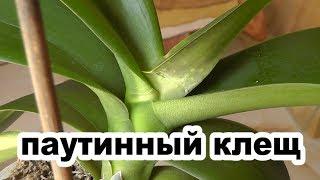 паутинный клещ. как обнаружить клещ на орхидее