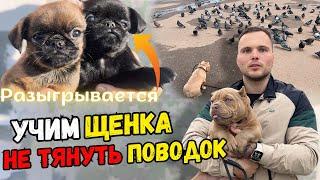 Собачья многоножка голуби против щенка ️vs как отучить собаку тянуть поводок? Розигрыш щеночка