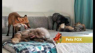 Foxes play  Funny pet games 