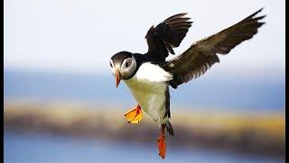 Most Attractive Bird Of Antarctica