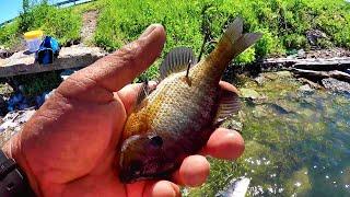 Fishing For BIG Fish With Bluegill As Bait