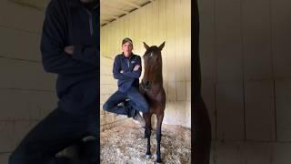 Evan & Keira try Cost n’ Mayor Dances - Part 1 #horsesandhumor #horse #equestrian