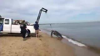 Dead, leatherback turtle recovered from Chesapeake Bay