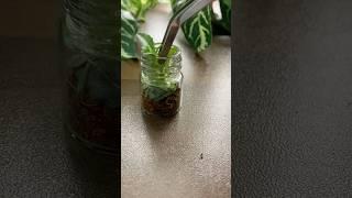 Making A Tiny Ecosystem.
