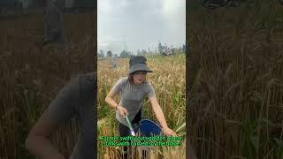 Scythe Wheat Harvesting! Manual Cutting × Field Efficiency × Farming Techniques