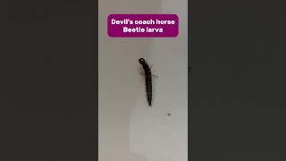 Devil’s coach horse beetle larva #devil #beetle #larva #insect #arthropod #nature #wildlife #shorts