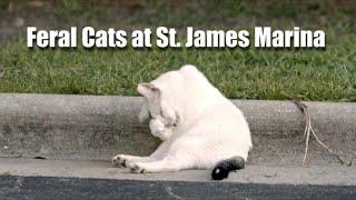 Feral Cats at St  James Marina