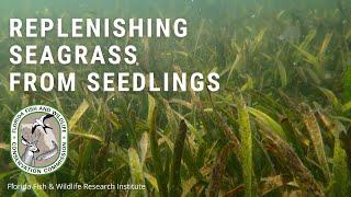 Replenishing Seagrass from Seedlings