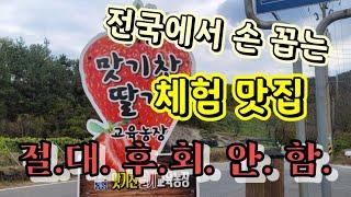 통영 체험농장 체험 맛집, 맛기찬 딸기 농장 소개합니다. 강추, 절대 후회안함니다