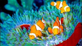 Relaxing Music to Relieve Stress - Beautiful Relaxing Coral Reef Fish  Relaxing Meditation Music #9