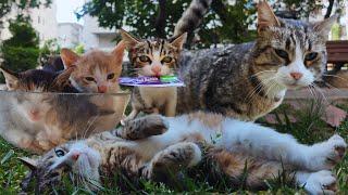Kittens in a Cup, Chill Cats & Meow-tastic Moments – Stray Cat Compilation #3