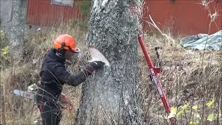 Felling big yard tree| Ison Kaksihaaraisen pihakoivun kaato