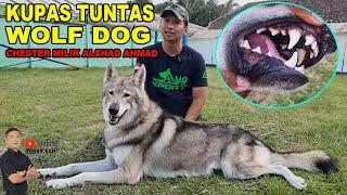 Chester Wolf Dog Milik Alshad Ahmad - Asli Serigala ?