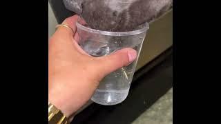 #Dog drinking water in #Slowmotion #KaneCorso #Beautiful #Soothing #Viral #Subscribe