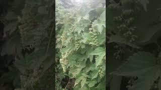 Baby Hops #nature #rural #garden