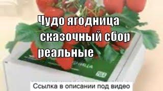 Сказочный Сбор Отзывы