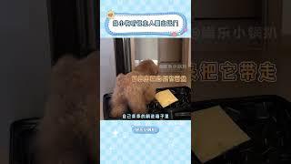 這種狗狗到底誰在擁有啊！！！#萌寵 #狗狗 #可愛 #治愈