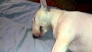 Bull Terrier. The monster is sleeping.