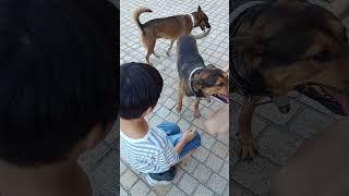 狗呆坐下