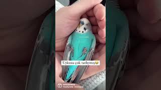 Maviş bu nasıl bir uyumak