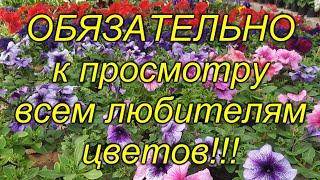 Кто увидел эти цветы, тот точно в них влюбился!