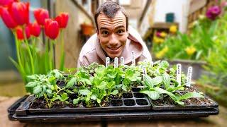 Growing vegetables in a townhouse back garden (+ in my bedroom) - tomatoes, chillies, peas, potatoes