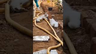 cat scared voice#cat