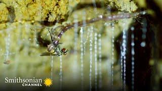 Glow Worms Trap Insects With Bioluminescent 'Fishing Lines'🪱 Into The Wild New Zealand | Smithsonian