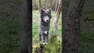 Wolf with Beautiful Eyes