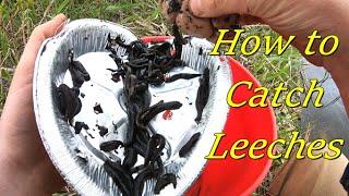 How to Catch Leeches: A DIY Guide