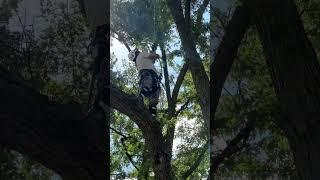 Coming into Monday like… #treetrimming #treetrim #fly #monday #treeclimbing