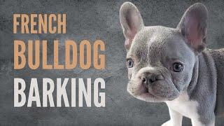 French Bulldog Barking Sound Effects // Barking Sounds For Dogs Playing