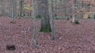 Deutsche Bracke verfolgt eine Sau, Wildschwein, fährtenlaut, Brackengeläut