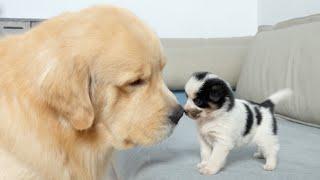 Golden Retriever's Heartwarming Reaction to First Meeting with Abandoned Puppy