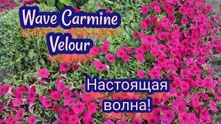 Петуния Вейв кармин велюр      Wave Carmine Velour. Я в шоке от этой петунии.