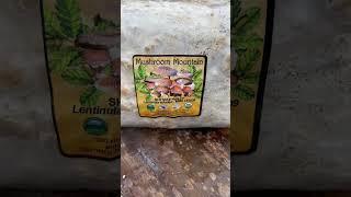 Learning to grow shiitake mushrooms #mushrooms #homestead #shiitakemushrooms
