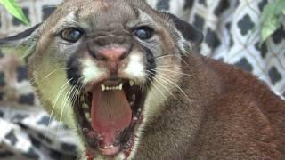 Man tames injured Mountain Lion in minutes