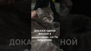 #кот#котики#парода