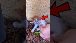 This Family SAVED This Kitten's Life